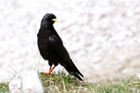 7220 Pyrrhocorax graculus (Gracchio alpino)